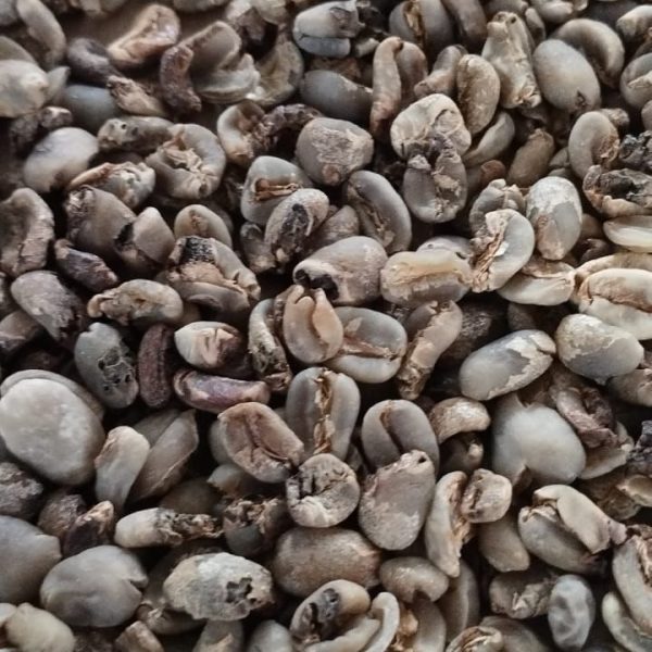 Gayo Komersial